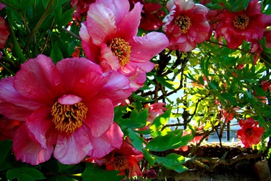 Beautiful Spring >> HD Wallpaper, Get It Now!