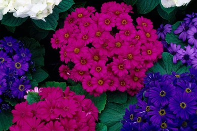 Beautiful Spring   Spring Wallpapers (27865561)   Fanpop