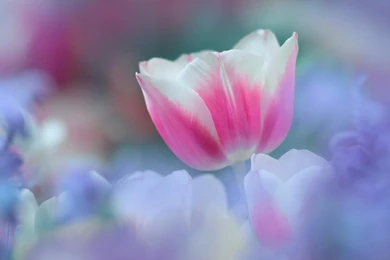 Beautiful Spring   Spring Wallpapers (27865788)   Fanpop