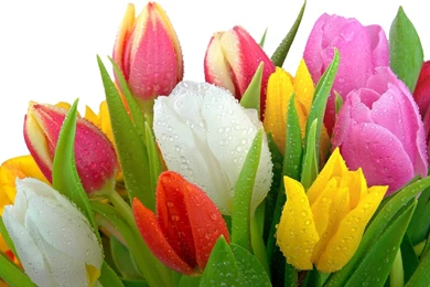 Beautiful Spring   Spring Wallpapers (27865886)   Fanpop