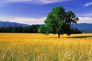 Exotic Landscape Photo Wallpapers1 Wallcoo.net