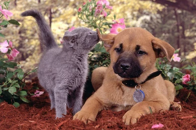 Dogs And Cats Playing   Wallpaper.