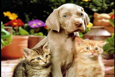 Cat Wallpapers Free: Dogs And Cats Wallpapers