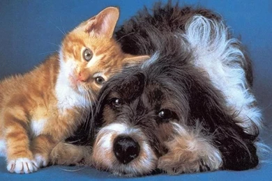 Cats and dogs 07.jpg