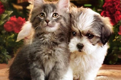 Desktop Hd Cats And Dogs Pics