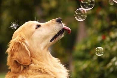 Cute golden retriever wallpaper dogs.jpg