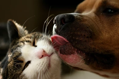 Cats Hd Wallpapers Page 0