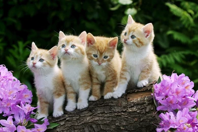 Cute Baby Cats And Dogs   Wallpaper.