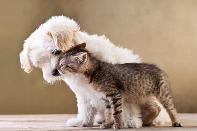 Photo Cat And Dog Cuddling