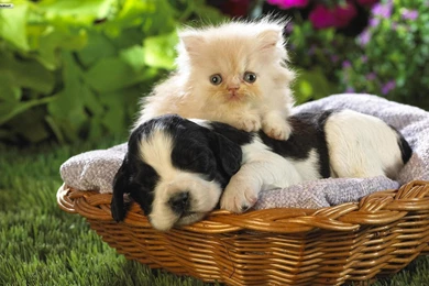 Cats And Dogs Wallpapers   Wallpapers Cave
