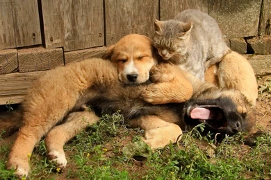 Dog Puppy Cat Friends Friendship Wallpapers