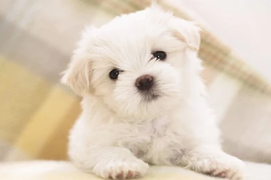 Cats And Dogs Wallpapers / Wallpaper: Desktop Backgrounds Free ...