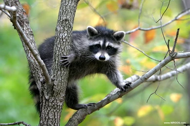 Best Desktop Wallpapers Widescreen. Wallpapers Free Download. Best ...