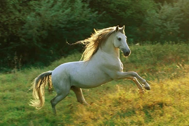 Andalusian Horse HD Wallpapers