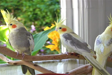 Beautiful three cockatiel birds wallpapers best desktop backgrounds ...