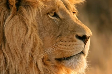 Apple Mac OS X Lion System Wallpapers 29787   Desktop Wallpapers ...