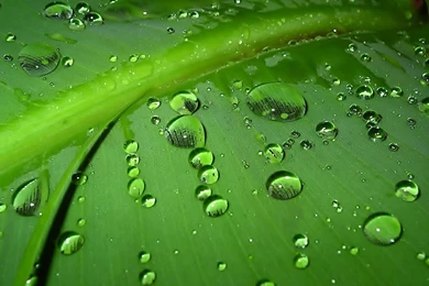 Download Water Drops Wallpapers For Samsung Galaxy Tab