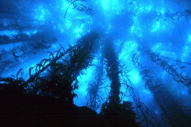 Green Landscape Wallpapers HD (73)