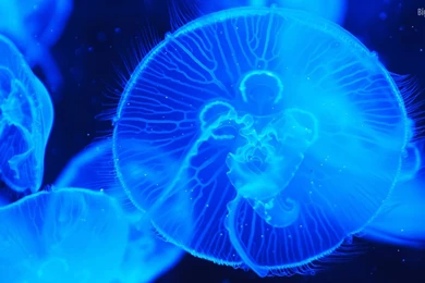 Deep Sea Creature HD Walls