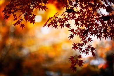 2880x1800 Autumn Leaves Wallpapers