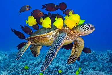 Turtle HD Wallpaper, Turtle Photo, New Wallpapers