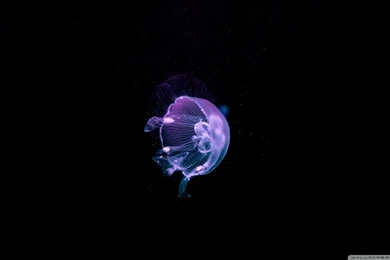Jellyfish   Deep Blue Sea HD Desktop Wallpapers : High Definition ...