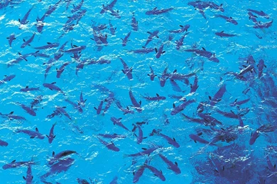 Deep Ocean Planet Fish Wallpapers