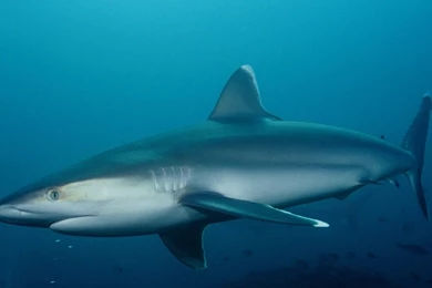 Shark In The Deep Sea Wallpapers