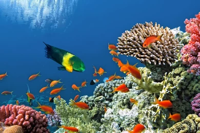 Ocean Reef   2880 X 1800 Retina Display Wallpapers