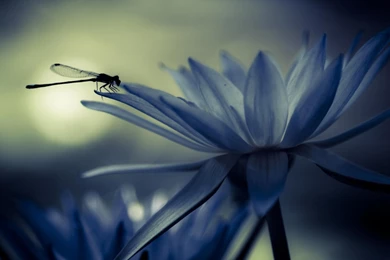 Dragonfly Desktop Wallpapers