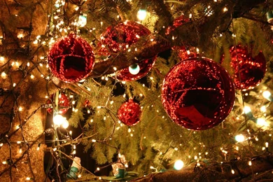 Christmas Flower Bulb Wallpapers Free Desktop