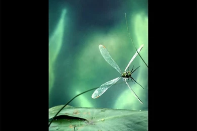 Dragonfly Lily Pad Picture, Dragonfly Lily Pad Desktop Wallpapers ...