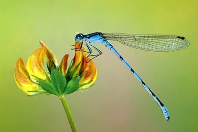 Dragonfly Wallpapers And Images   Wallpapers, Pictures, Photos