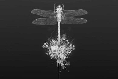 HD Wallpapers: Dragonfly Wallpapers