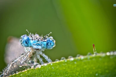 Dragonfly Wallpapers   Animal Wallpapers