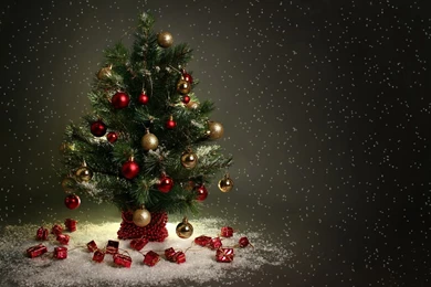 Evergreen Tree Christmas Wallpapers Picture