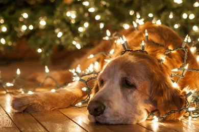 Christmas Lights Wallpapers 1291   HD Wallpapers Site