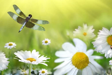 Dragonfly Daisies HD Desktop Wallpapers : Widescreen : High ...