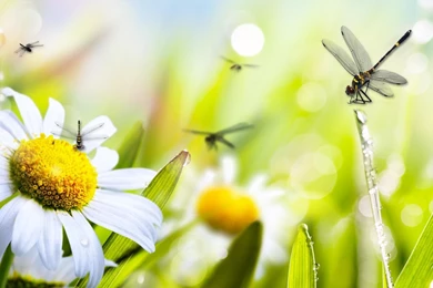 Daisy Dragonfly Duet HD Desktop Wallpapers : Widescreen : High ...