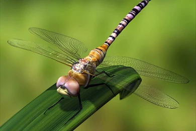 Laser Marquetry Wallpapers   654173