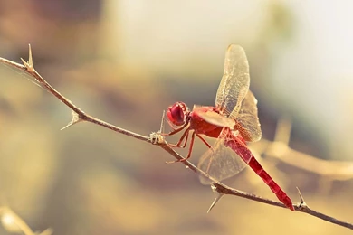 3384) Dragonfly HD Desktop Backgrounds Wallpapers   WalOps.com