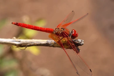 Dragonfly Computer Wallpapers, Desktop Backgrounds