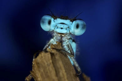 Blue Dragonfly Face Portrait