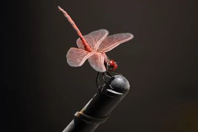 Pink Dragonfly Close up Wallpapers   Animal Wallpapers