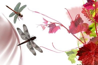 Dragonflies Wallpapers   Wallpapers Cave