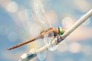 Cool Dragonfly Computer Wallpapers