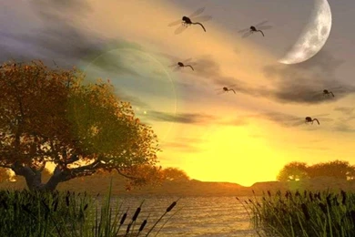 Lovely Nature Wallpapers