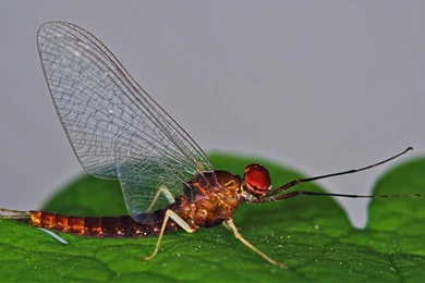 Dragonfly Wallpapers   96581