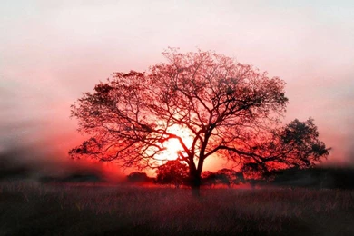 Nature Wallpapers For Your Desktops And Laptops