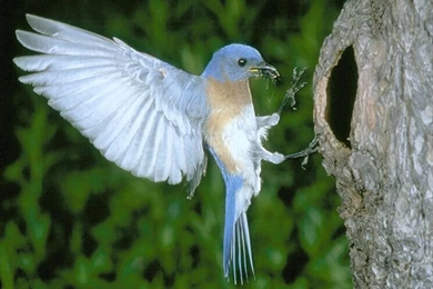 Top 20 Cute Birds HD Wallpapers For PC & Laptop